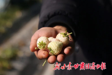 白草莓让天祝农民“甜蜜增收 白草莓让天祝农民“甜蜜增收